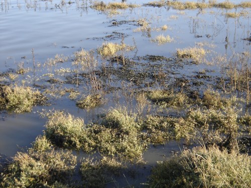 15_dec_12_s_fambridge_025