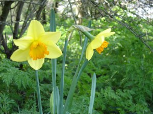 21 April 13 upload 009