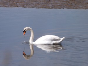 21 April 13 upload 058