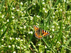 21 April 13 upload 063